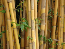 menu-bambuk.jpg